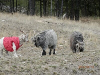 Homestead Expense List Image